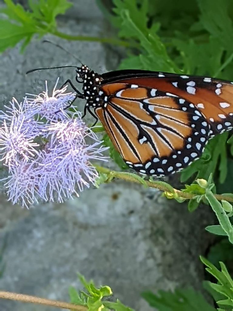 National Butterfly Center