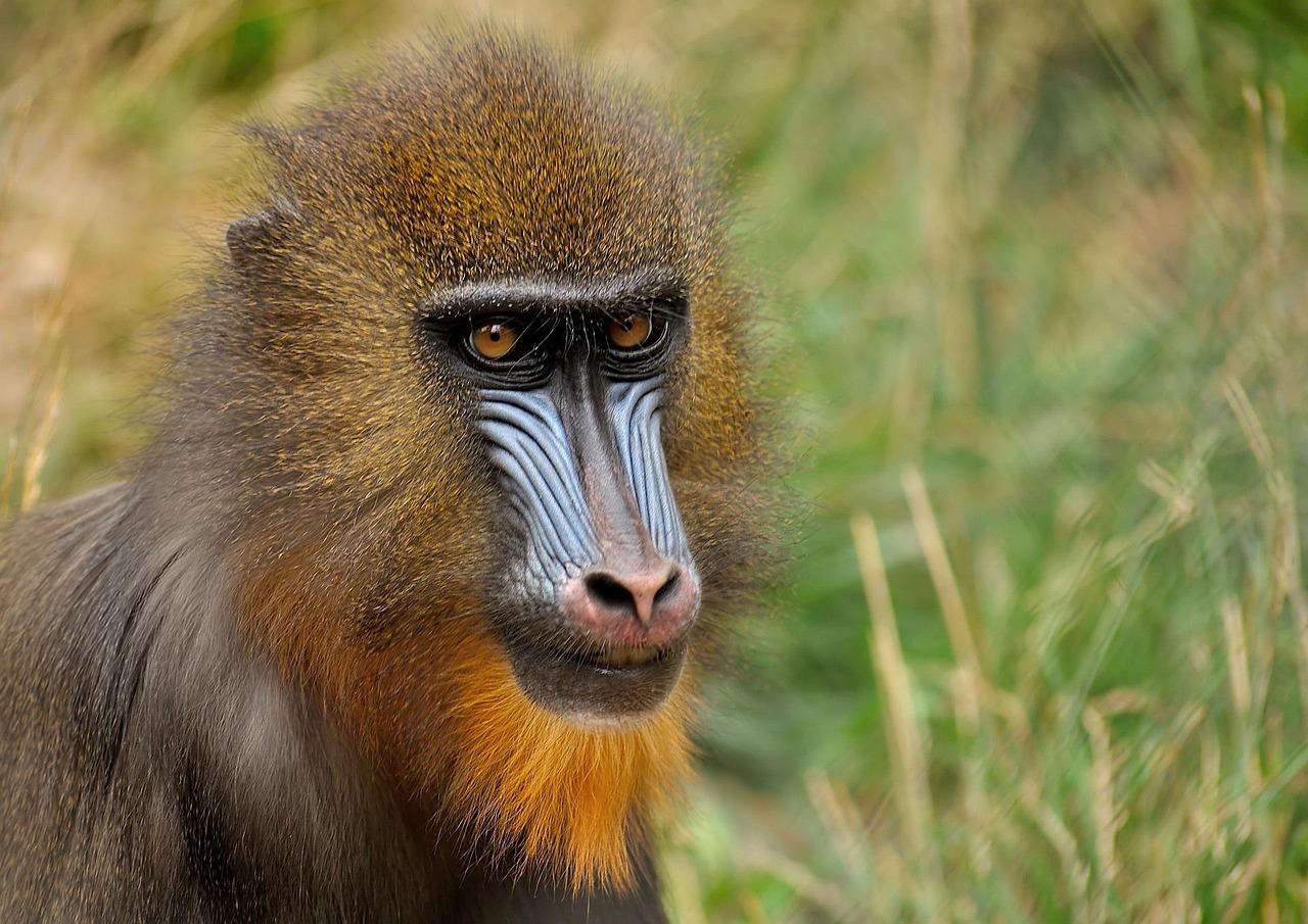 animal, zoo near RV park