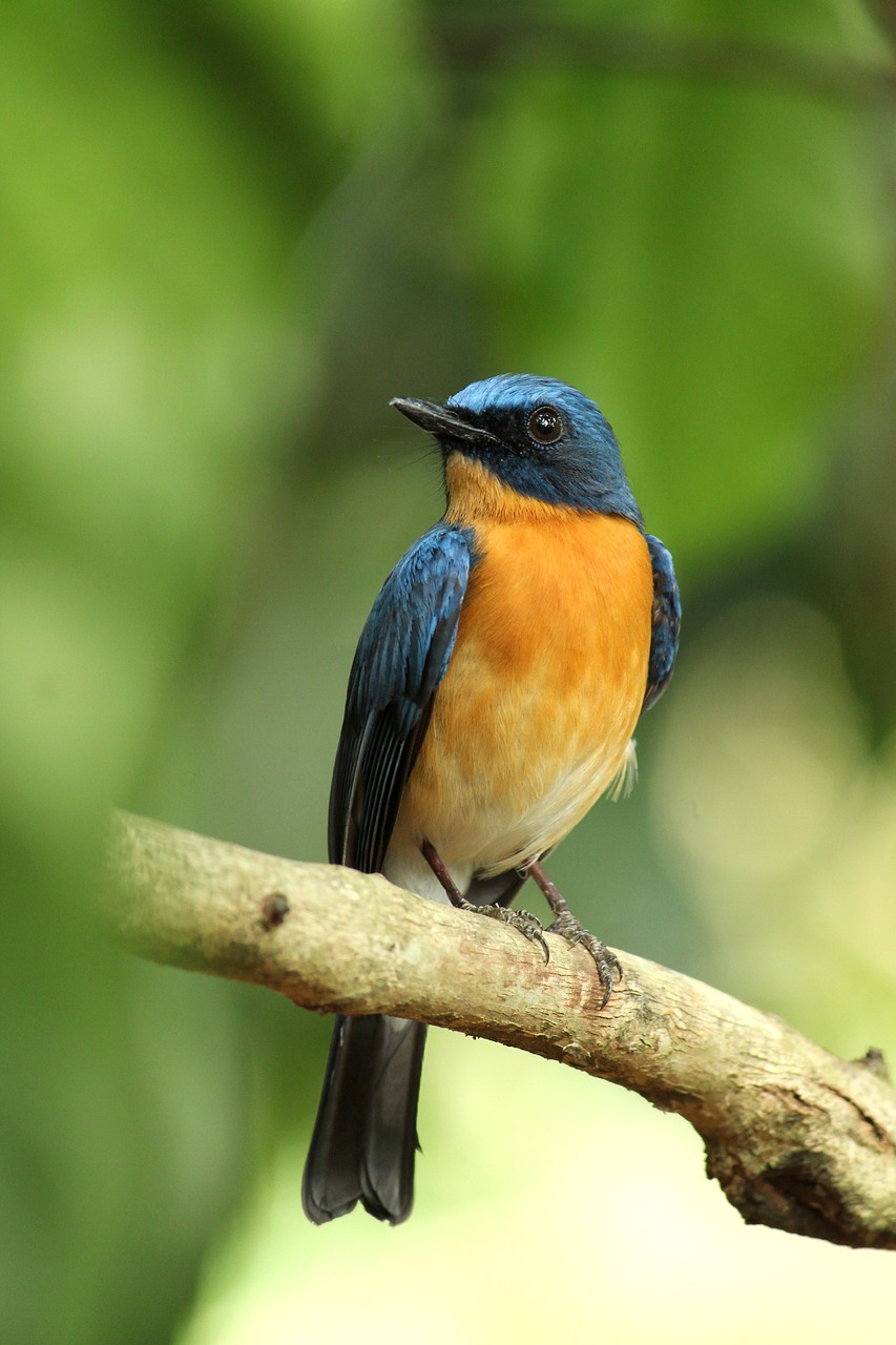 bird, perched, animal, feathers, plumage, beak, bill, bird watching, ornithology, animal world, nature, bird, nature and RV camp