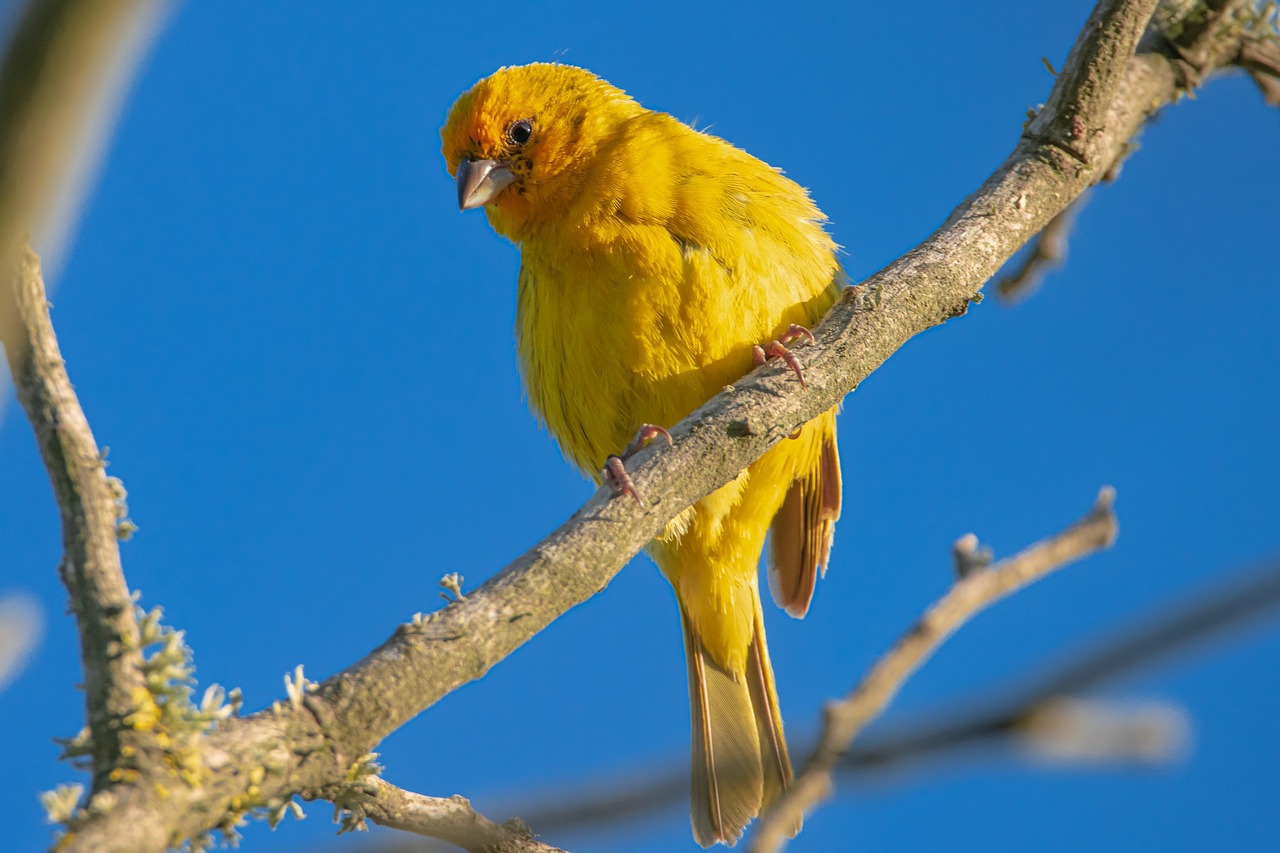 bird, saffron finch, ornithology, species, fauna, avian, animal, wildlife, tree, nature, perched, plumage, bird watching near RV park