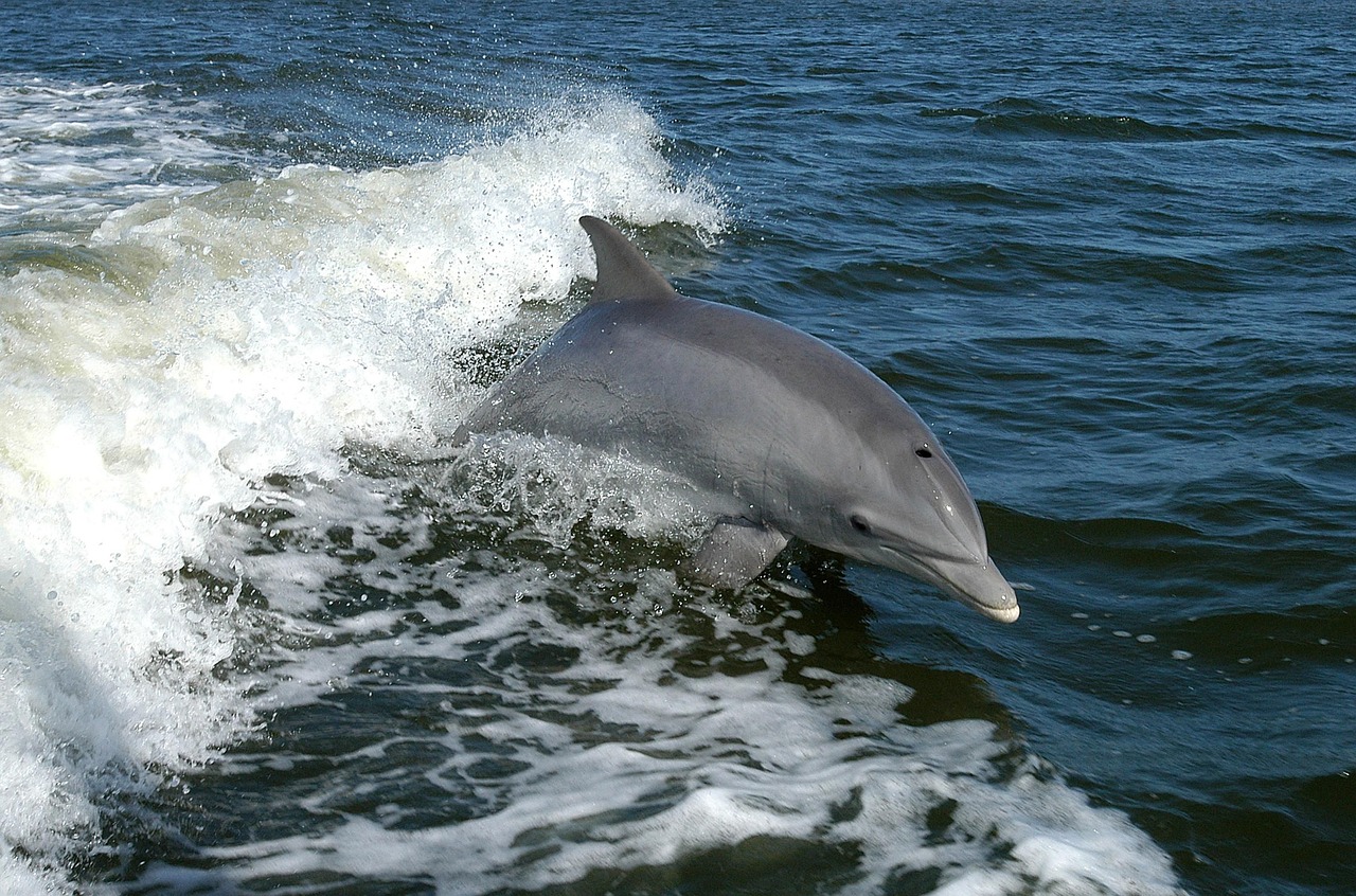 Dolphin watching at South Padre