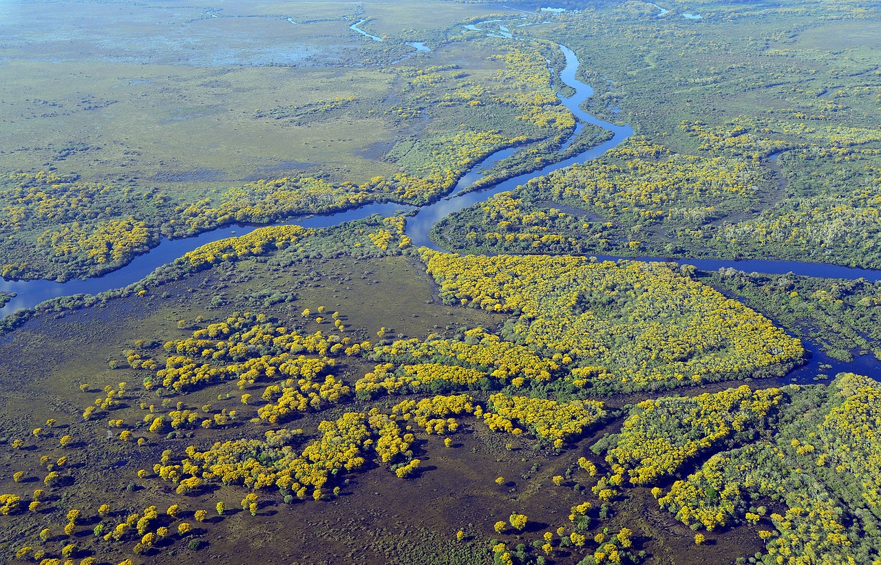 pantanal, river, wetland, nature, landscape, environment, wetlands, green, natural, brazil, pantanal, wetland, wetland, wetland, wetland, wetland, wetlands, wetlands, wetlands, wetlands-5379257.jpg