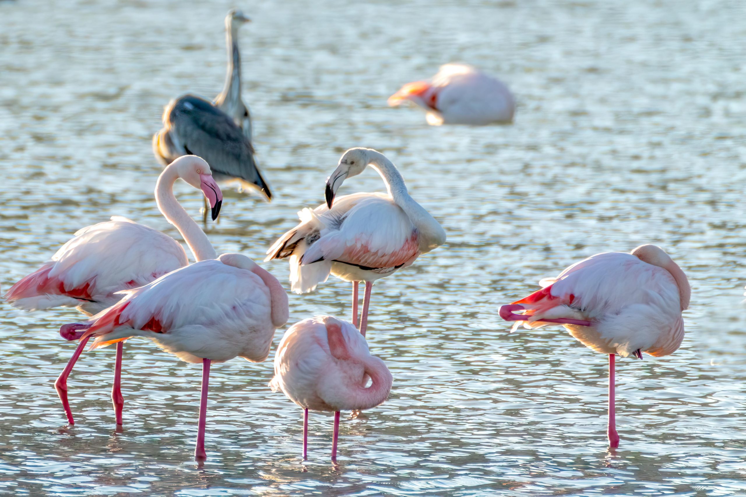 Top Birdwatching Spots Near Mission RV Resort