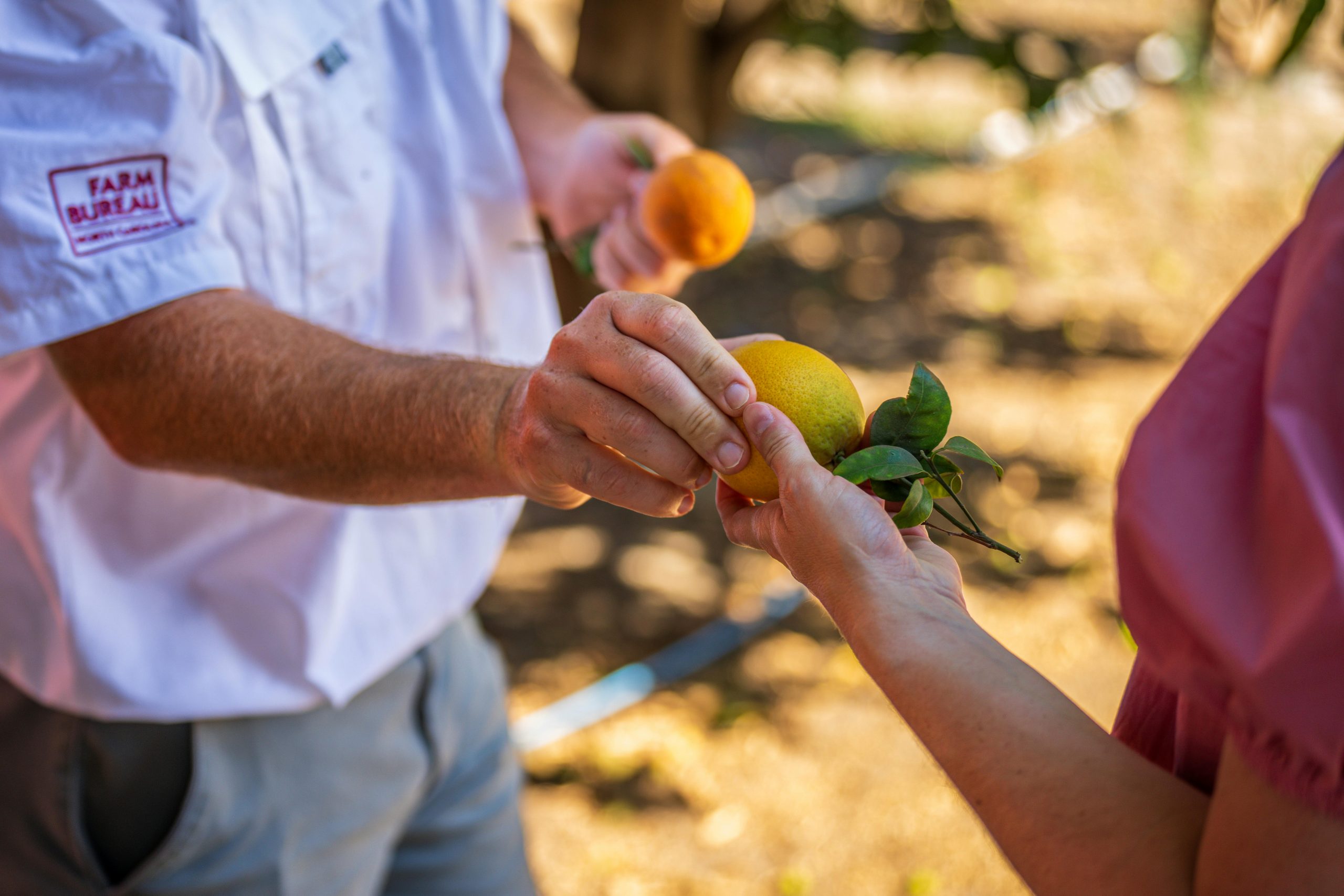 Garden-To-Phase: Visiting Local Citrus Groves Around Mission